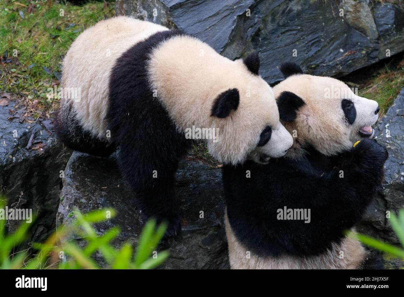 (220127) -- BRUGELETTE, Jan. 27, 2022 (Xinhua) -- Photo taken on Jan. 26, 2022 shows giant panda Bao Di (L) and Bao Mei at the Pairi Daiza zoo in Brugelette, Belgium. (Xinhua/Zhang Cheng) Stock Photo