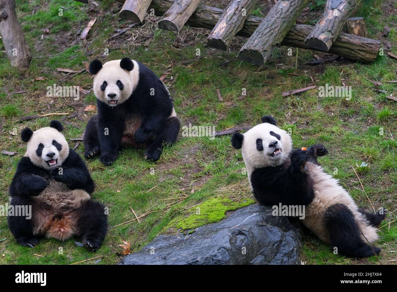 (220127) -- BRUGELETTE, Jan. 27, 2022 (Xinhua) -- Photo taken on Jan. 26, 2022 shows giant panda Hao Hao (C), Bao Di (R) and Bao Mei at the Pairi Daiza zoo in Brugelette, Belgium. (Xinhua/Zhang Cheng) Stock Photo