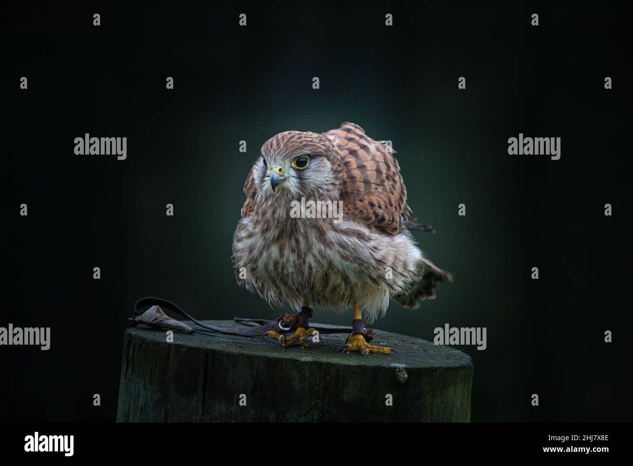 The American Kestrel Stock Photo