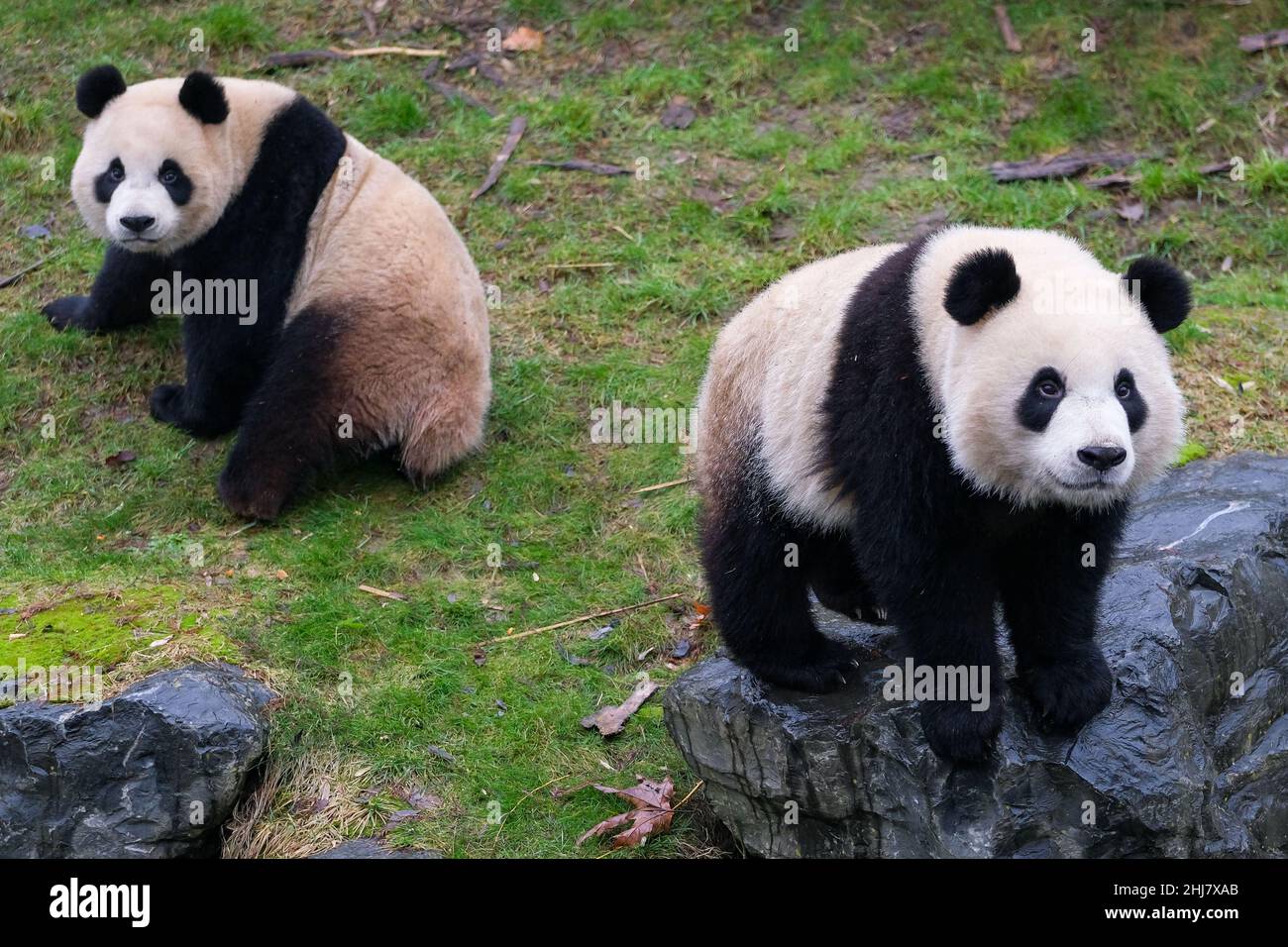 Brugelette. 26th Jan, 2022. Photo taken on Jan. 26, 2022 shows giant panda Bao Di (R) and Bao Mei at the Pairi Daiza zoo in Brugelette, Belgium. Credit: Zhang Cheng/Xinhua/Alamy Live News Stock Photo