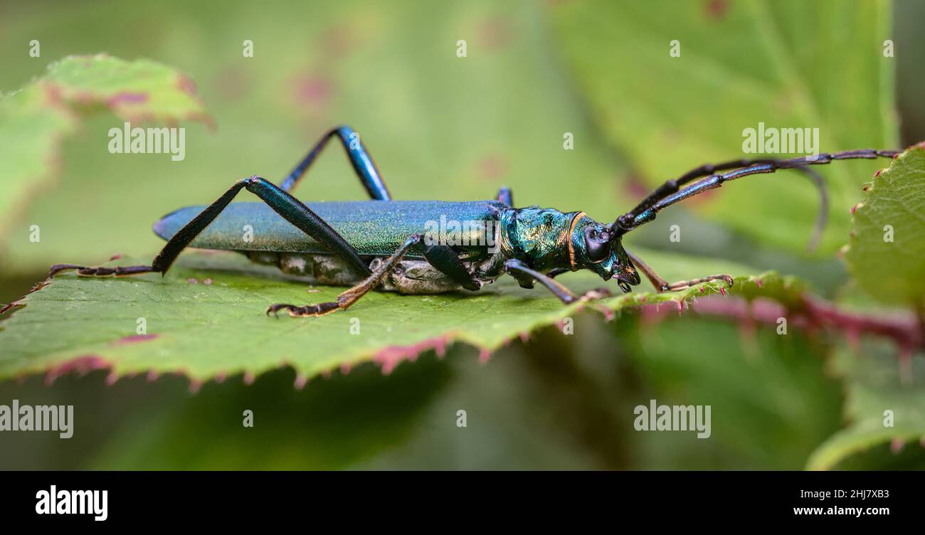 Profile View Of A Blue Coloured Musk Beetle, Aromia moschata, On A Bramble, UK Stock Photo