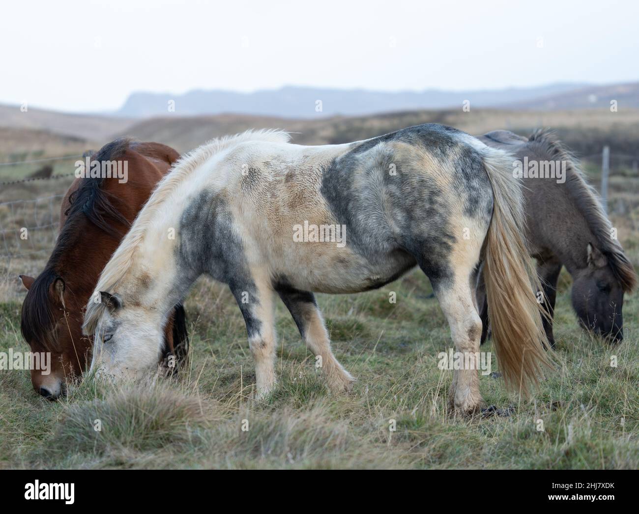 Icelandic horses grazing in Iceland, white sky for text Stock Photo
