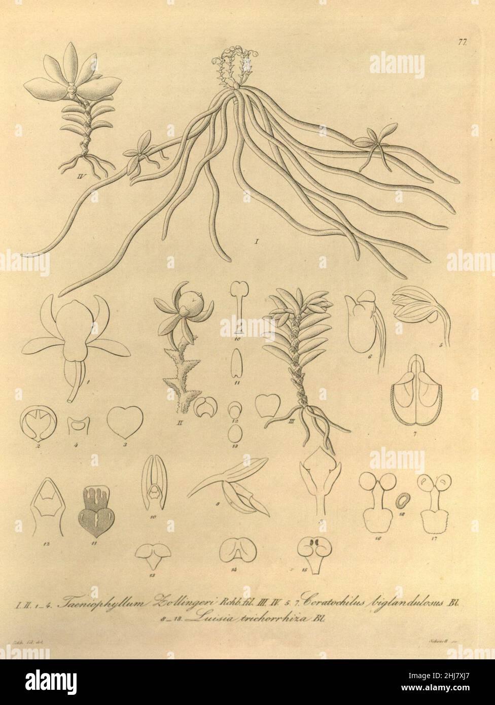 Taeniophyllum pusillum (as Taeniophyllum zollingeri) - Ceratochilus biglandulosus - Luisia trichorrhiza - Xenia 1-77 (1858). Stock Photo