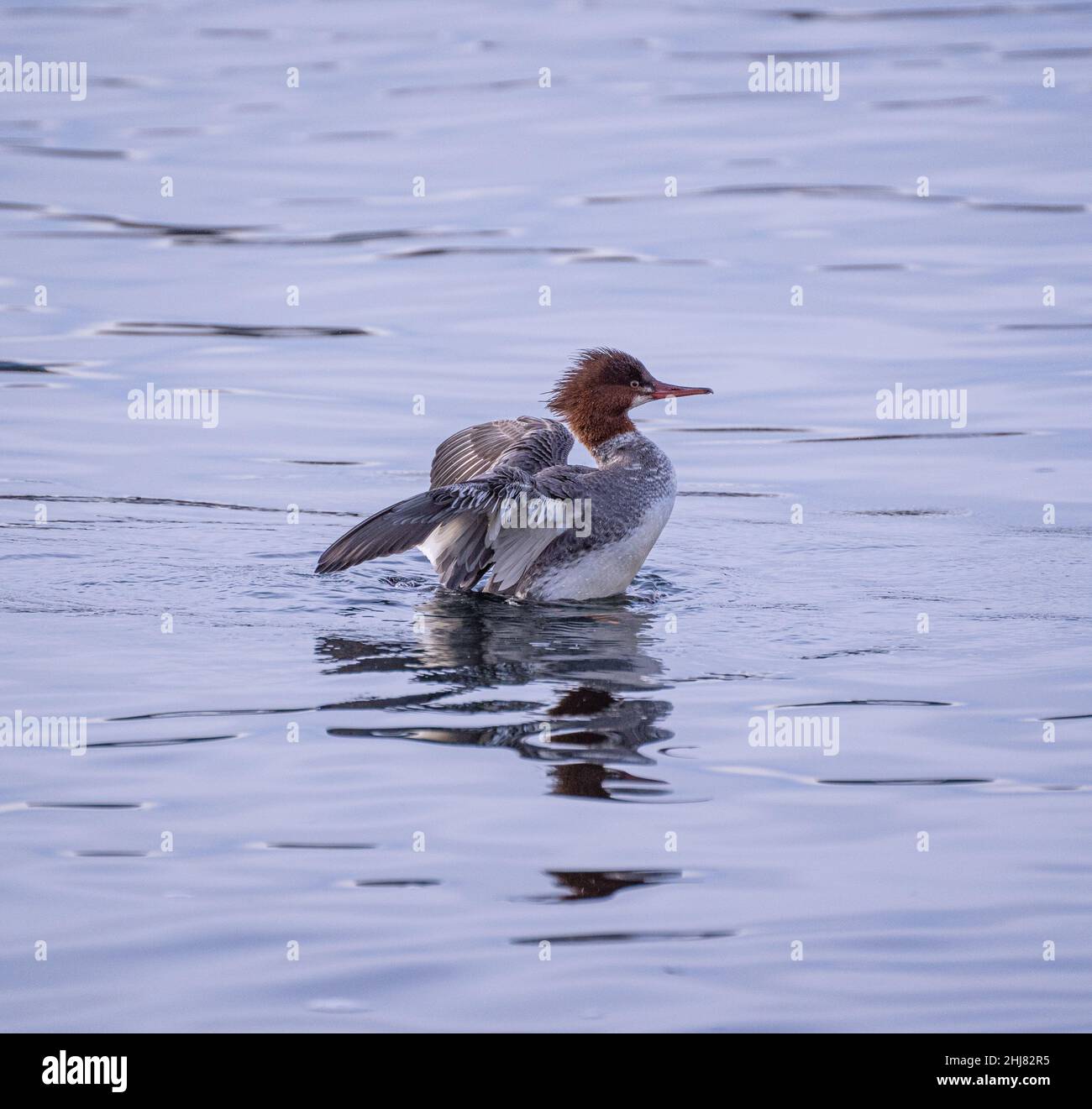 Redhead duck swimming in the lake Stock Photo - Alamy