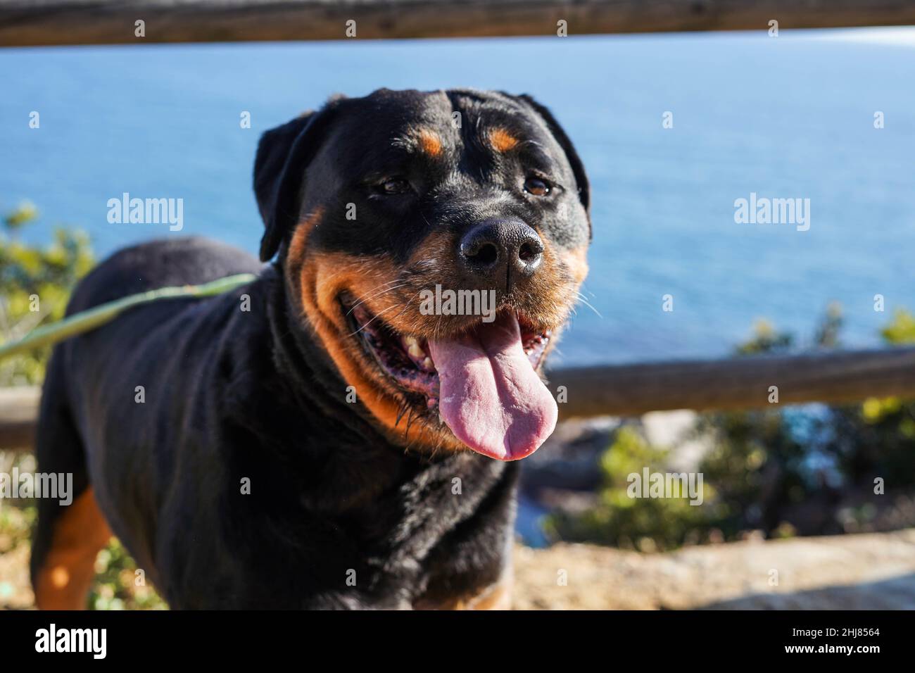 Rottweiler dog of a dangerous breed walking without a muzzle Stock ...