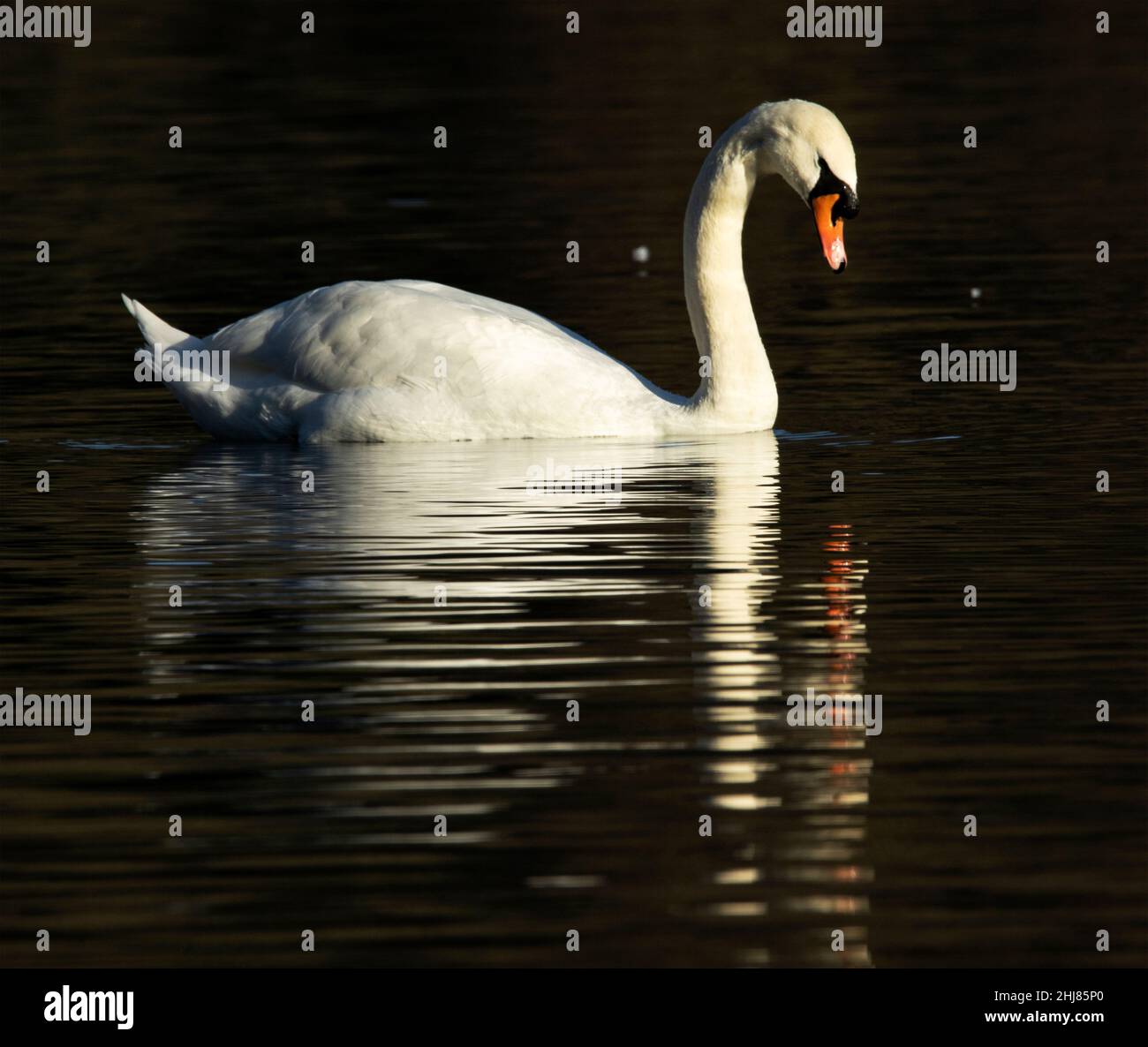 The Mute Swan is one of the UK's largest waterbirds and is a common