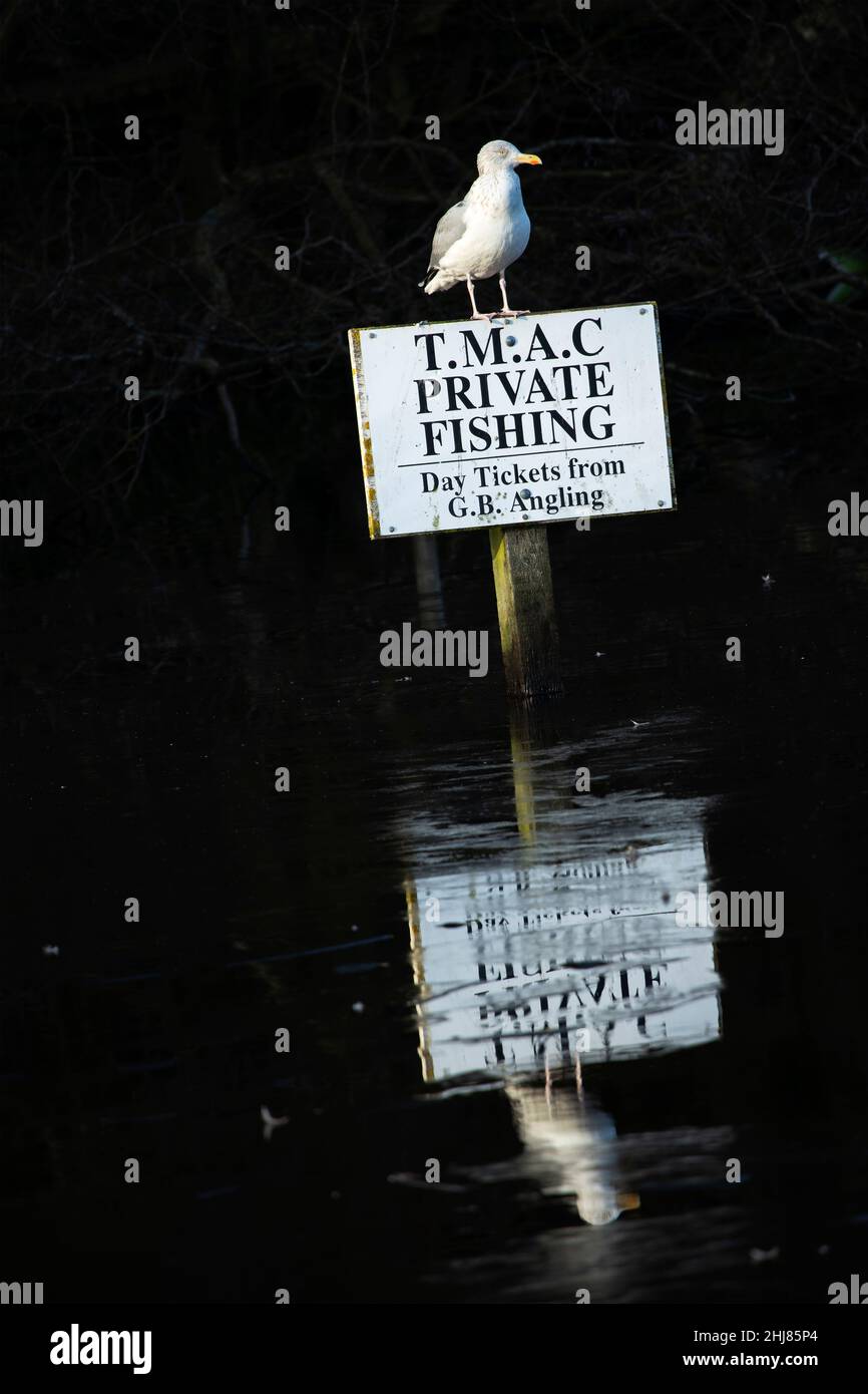 Many Herring Gulls will spend much off the year away from the coast and