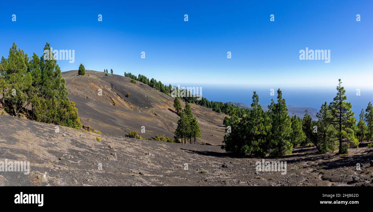 El Hierro - picturesque volcanic landscape with Canarian pine trees Stock Photo