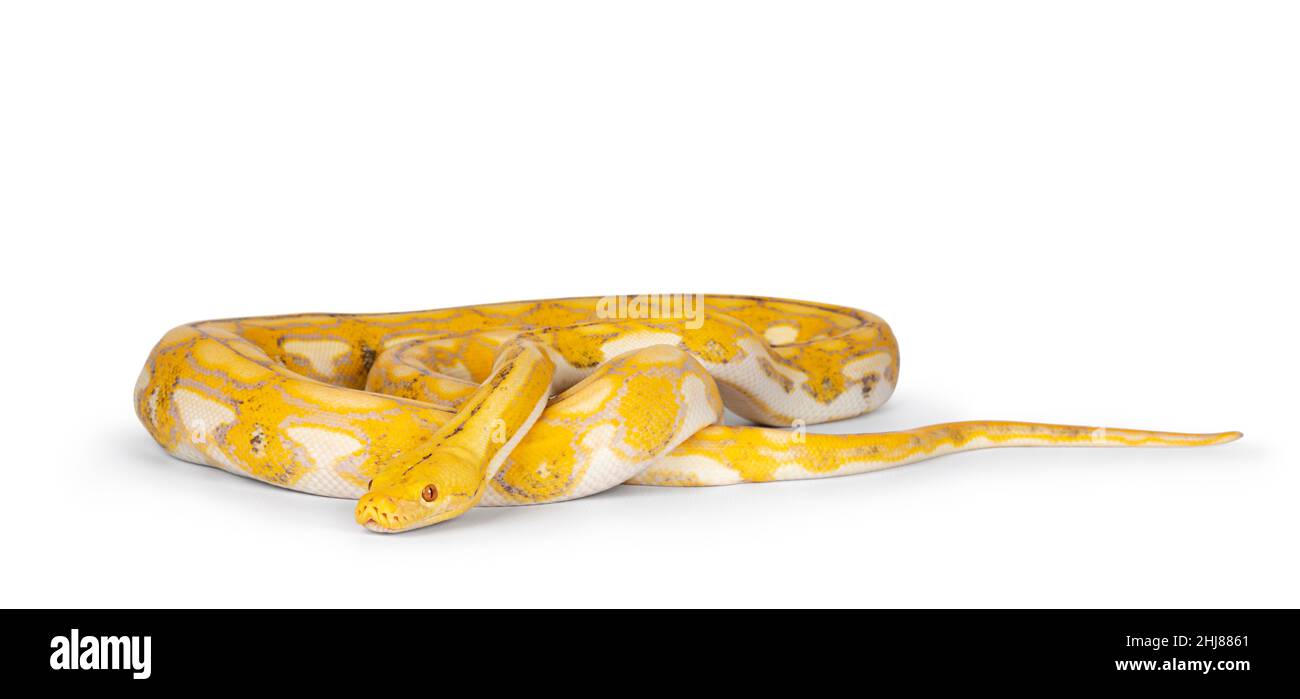 Python Snakes Length