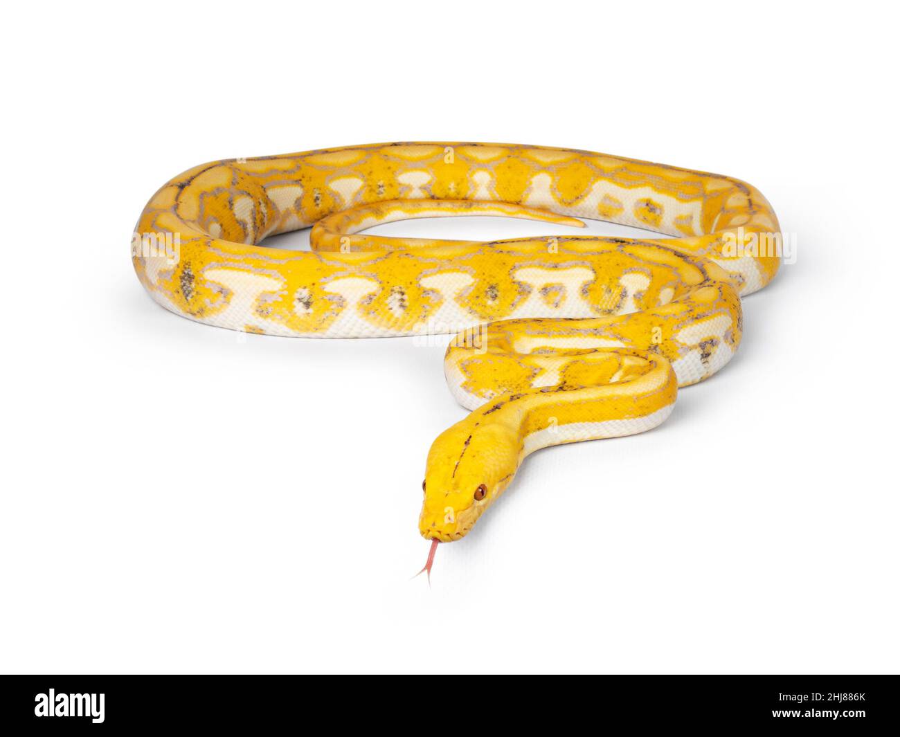 Tiger reticulated snake reticulatus hi-res stock photography and images ...