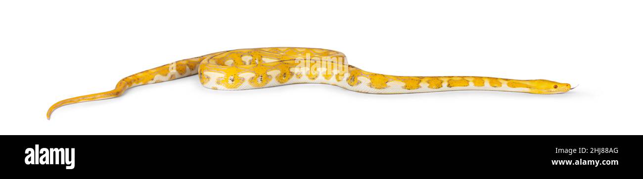 Female juvenile Reticulated python aka Malayopython reticulatus snake, full length isolated on a white background. Tongue out. Stock Photo