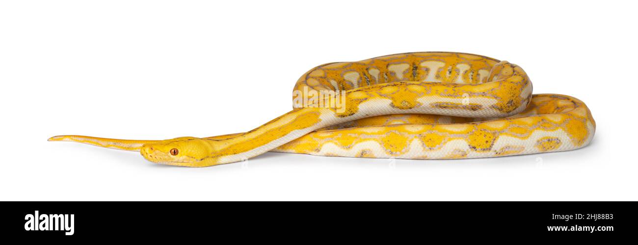 Female juvenile Reticulated python aka Malayopython reticulatus snake, full length isolated on a white background. Stock Photo