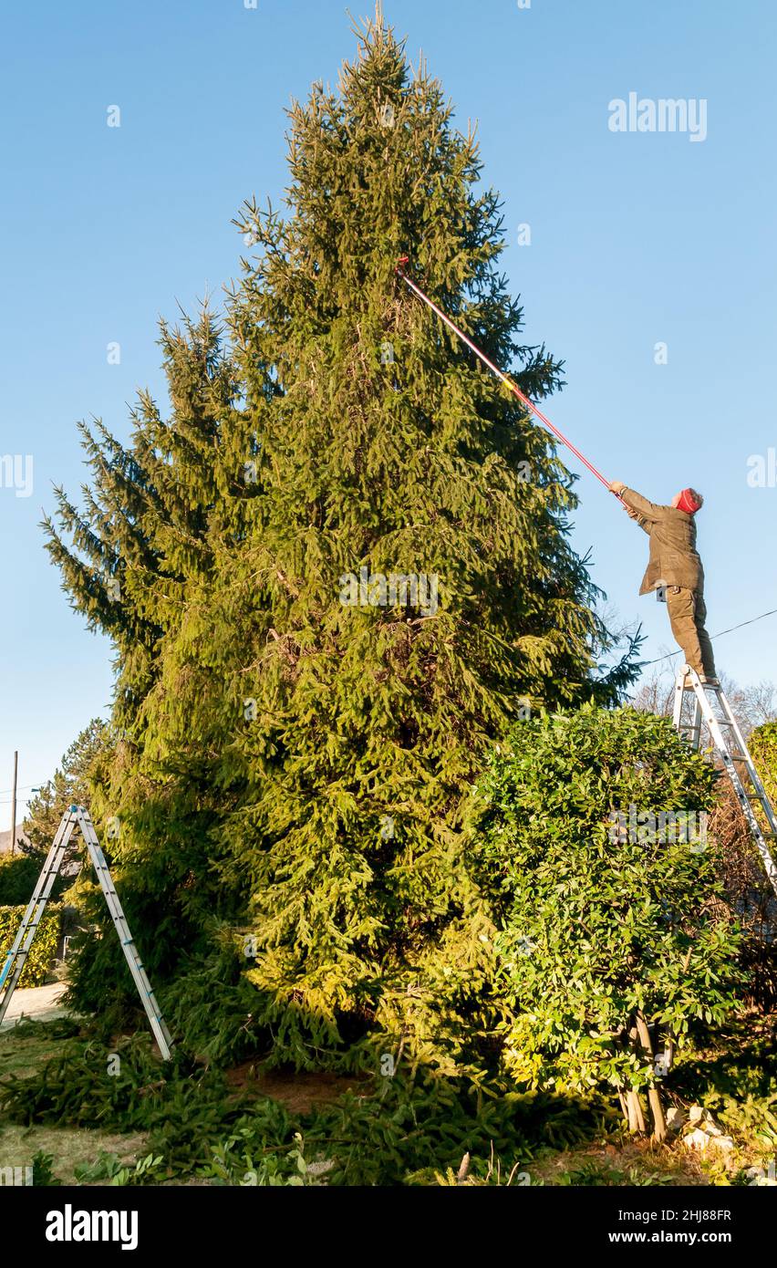 Gardener cutting the branches of a tall pine tree with cutter trimming