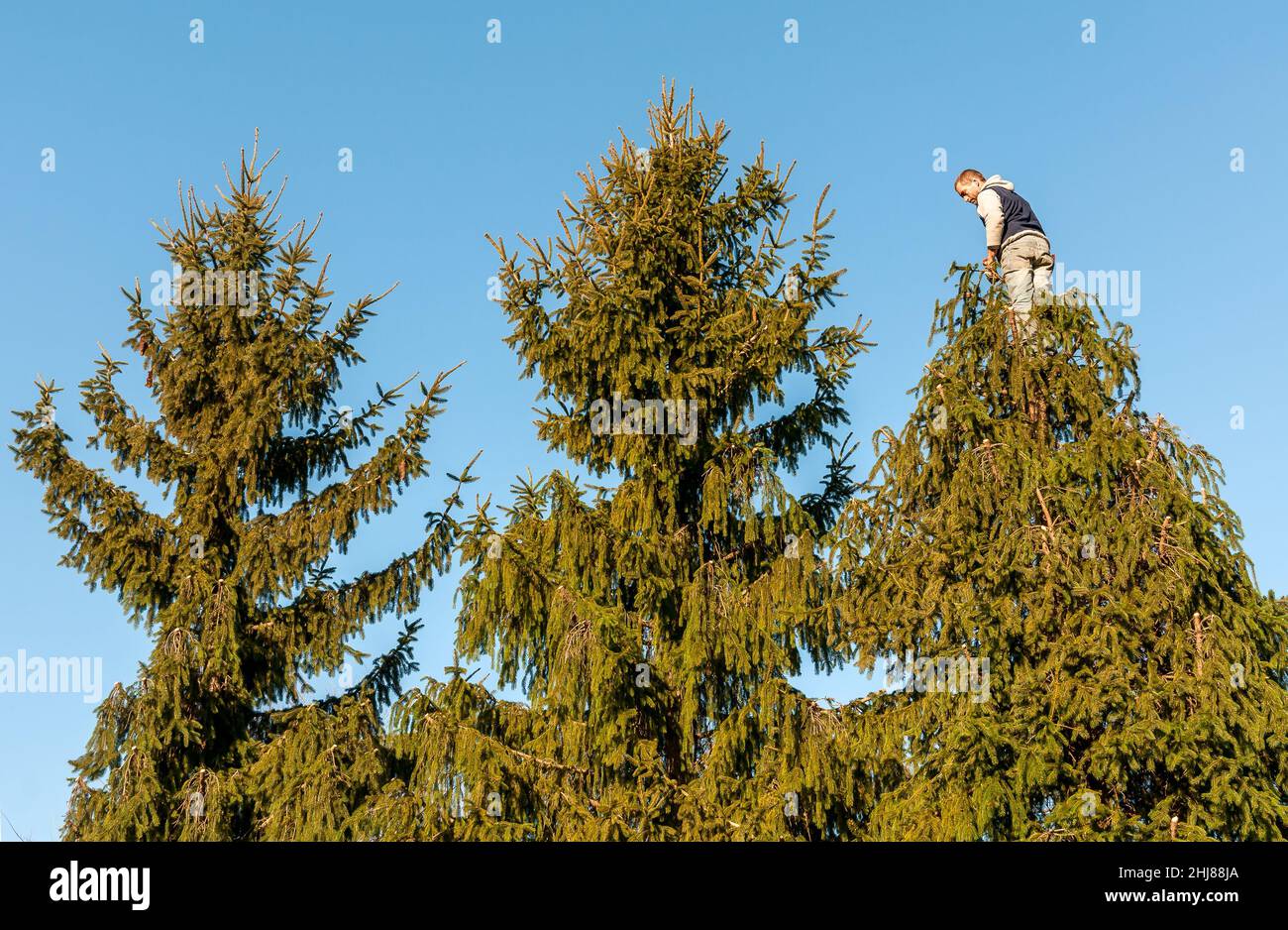 Gardener cutting the branches of a tall pine tree with cutter trimming