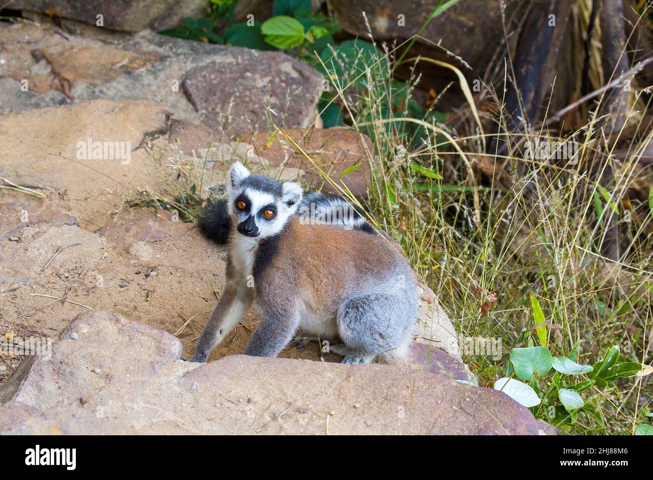 Ring-tailed lemur (Lemur catta), Isalo N.P. Madagascar. Stock Photo
