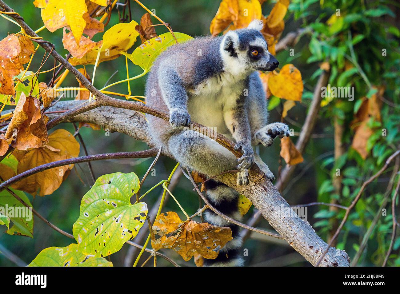 Ring-tailed lemur (Lemur catta), Isalo N.P. Madagascar. Stock Photo