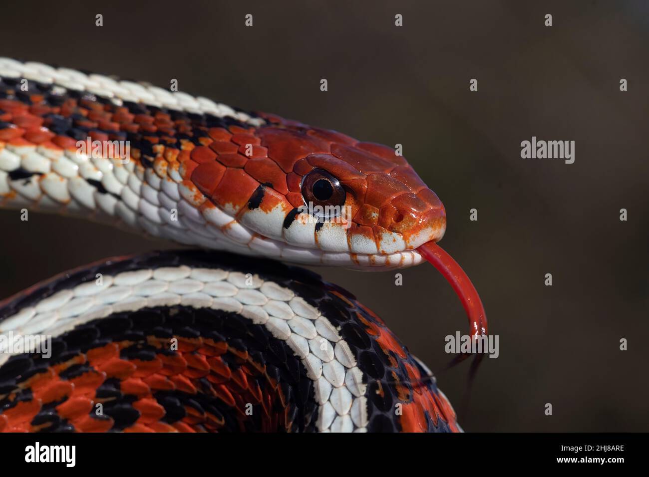 Garter Snake Stock Photo