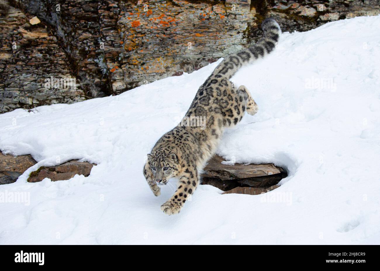 Snow leopard (Panthera uncia) jumping off a rocky cliff into the winter snow  Stock Photo - Alamy