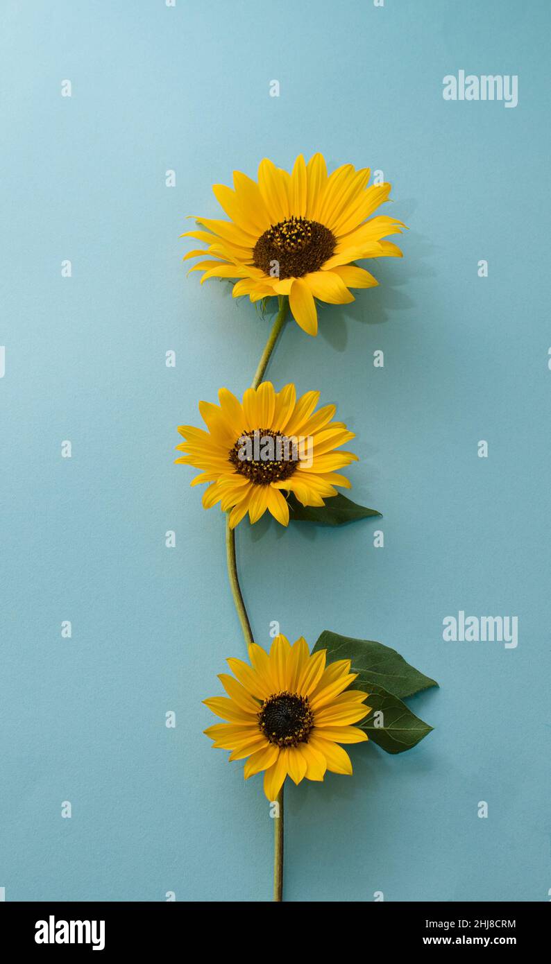 Yellow sunflowers on a lovely light blue background. Creative idea