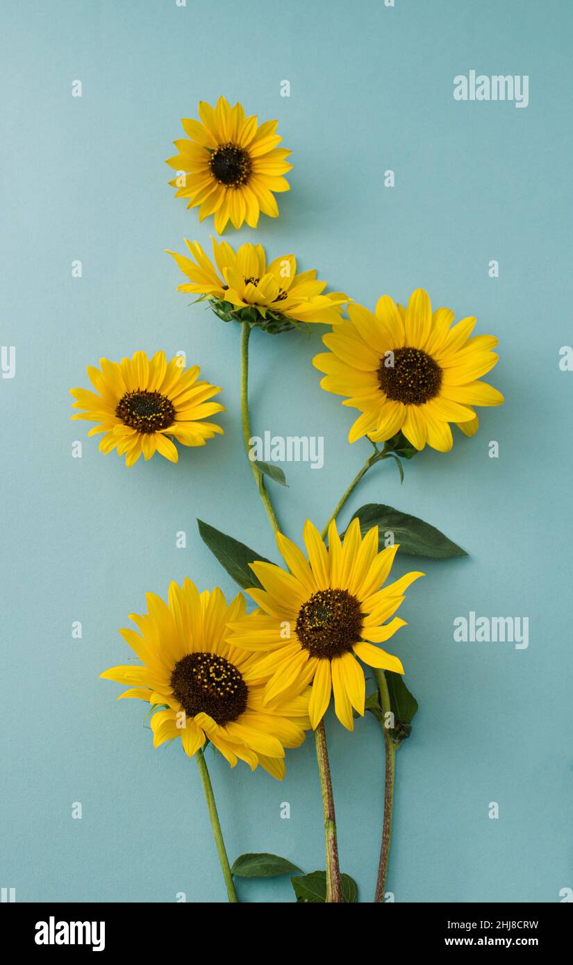 Sunflower Tumblr Backgrounds