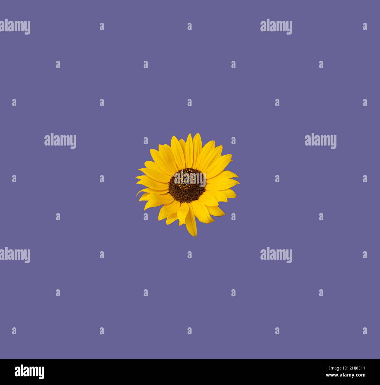 A lovely yellow sunflowers on a purple background. Creative idea Stock ...