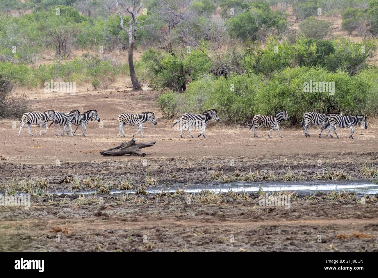 zebra group drinking at the pool in kruger park south africa with water ...