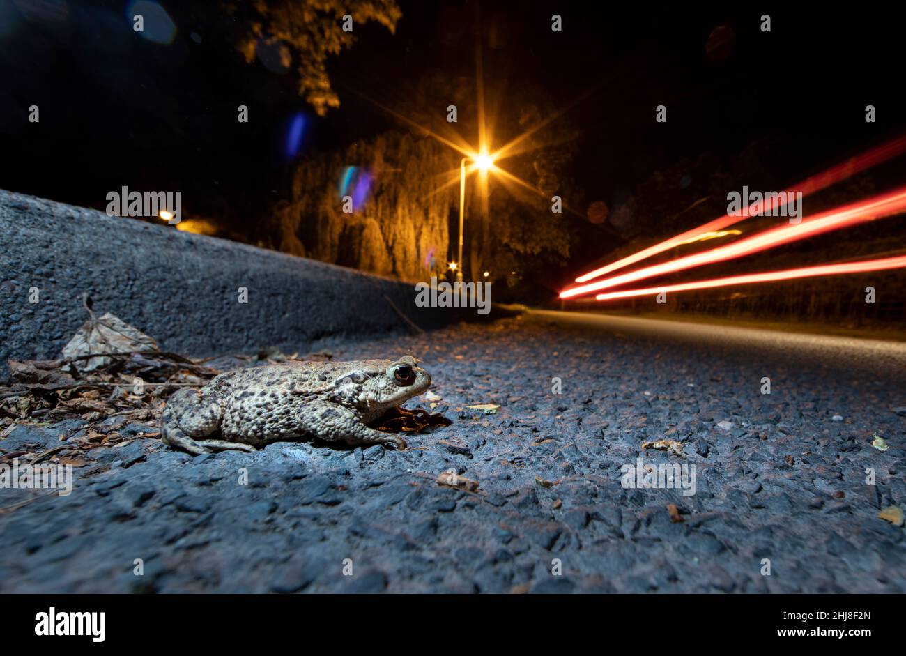 Common Toad Bufo bufo crossing a busy road at night in West Yorkshire Stock Photo