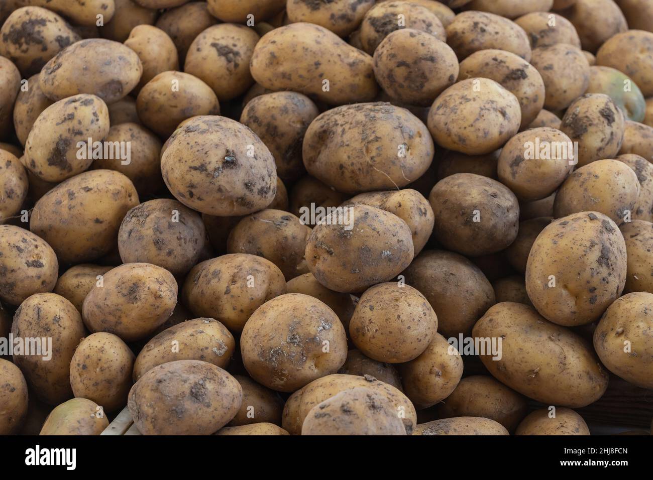 Fresh organic brown unpeeled potatoes on a fresh market, background