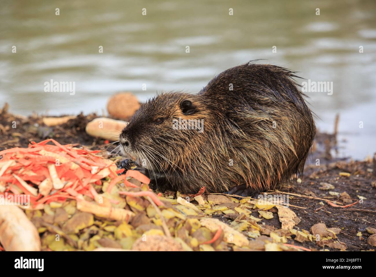 Nutria in river Stock Photo Alamy
