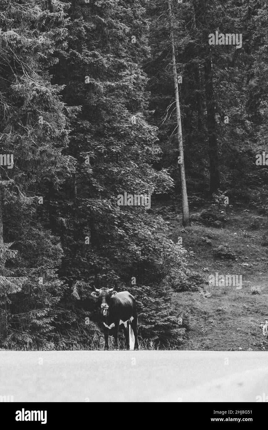 Vertical shot of a cow on the forest background shot in grayscale Stock ...