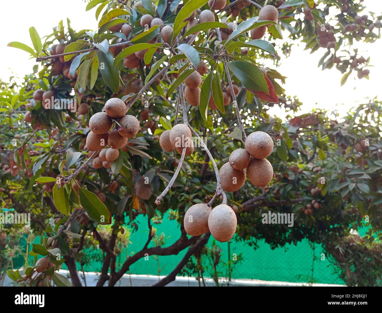 chikku Sapota fruits in the plant Stock Photo