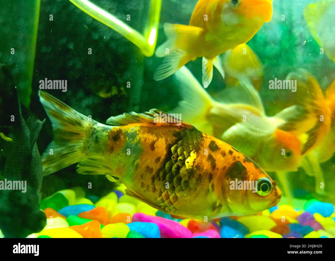 Small fish tank hi-res stock photography and images - Alamy