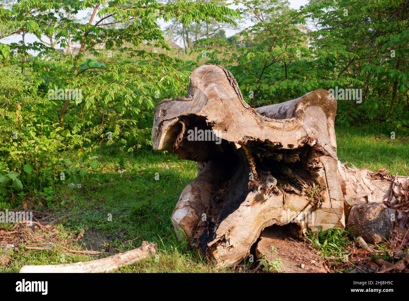 Tree trunk with a hole in the middle lying on the ground Stock Photo