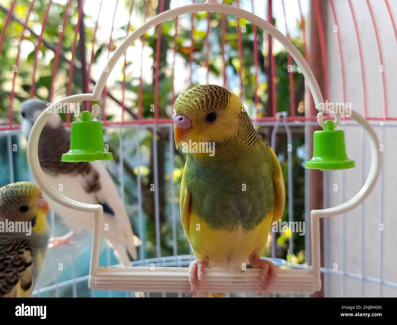 Statistisk Governable subtraktion Love birds cage hi-res stock photography and images - Alamy