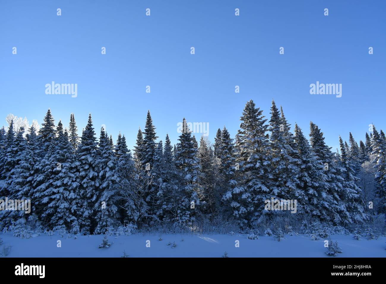 A snowy forest under a blue sky Stock Photo - Alamy