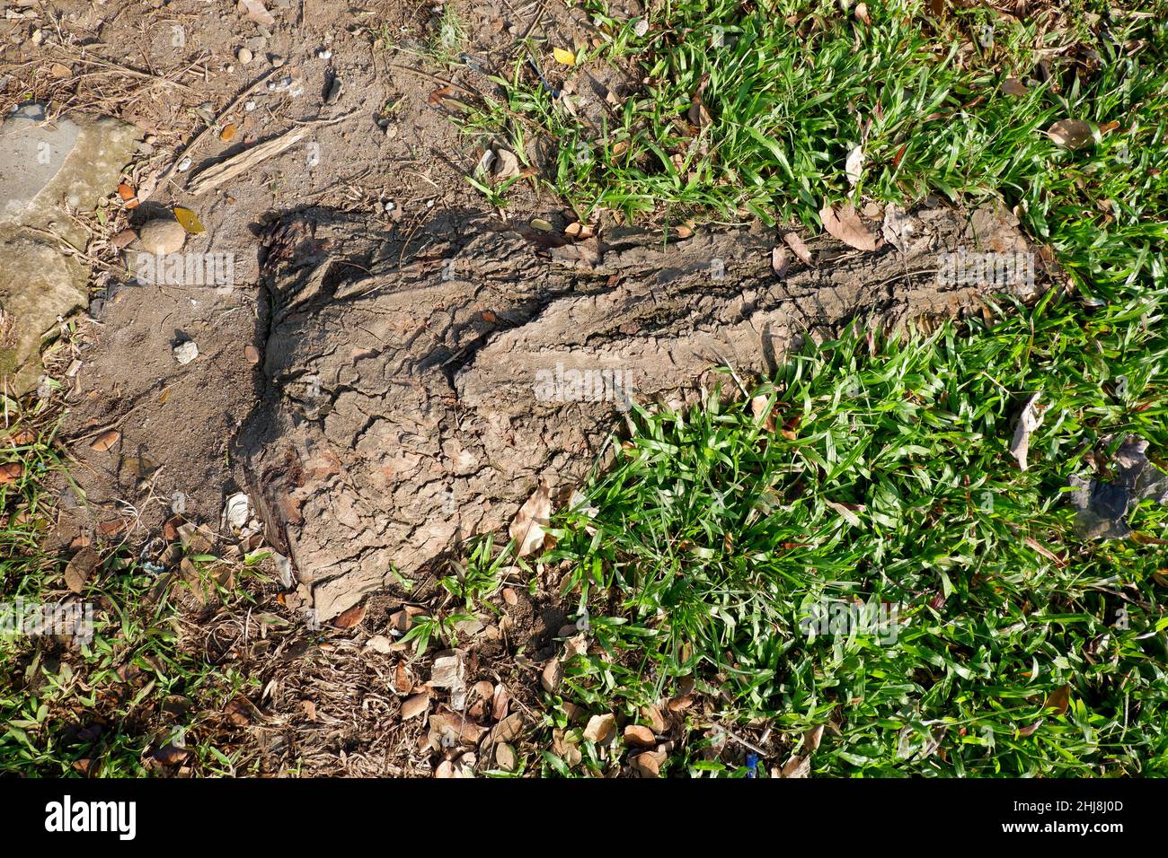 Tree trunk partially buried in the ground Stock Photo