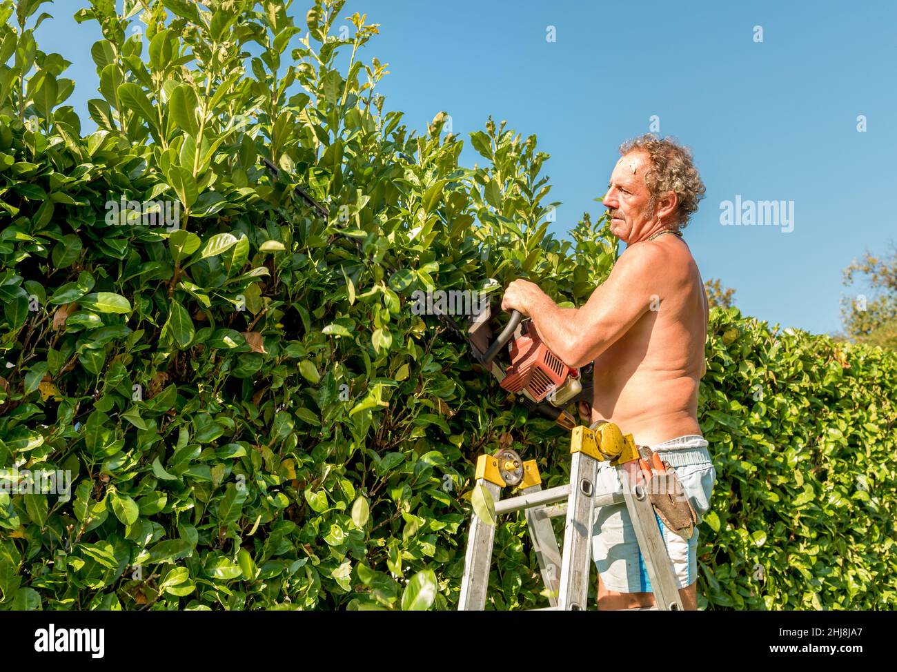 Professional Gardener cutting hedge with gasoline hedge trimmer, autumn ...