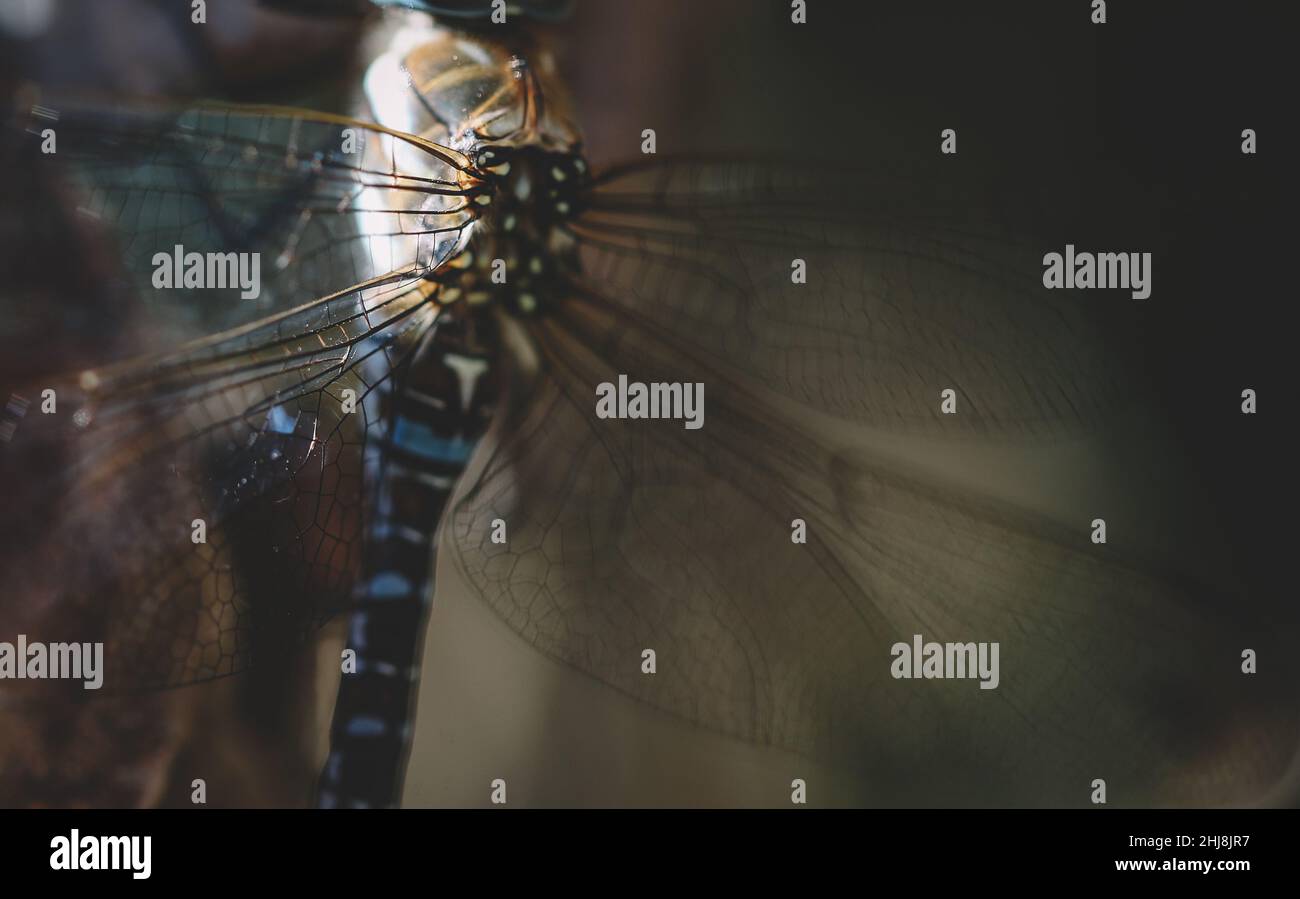 Detailed view of a dragonfly Stock Photo
