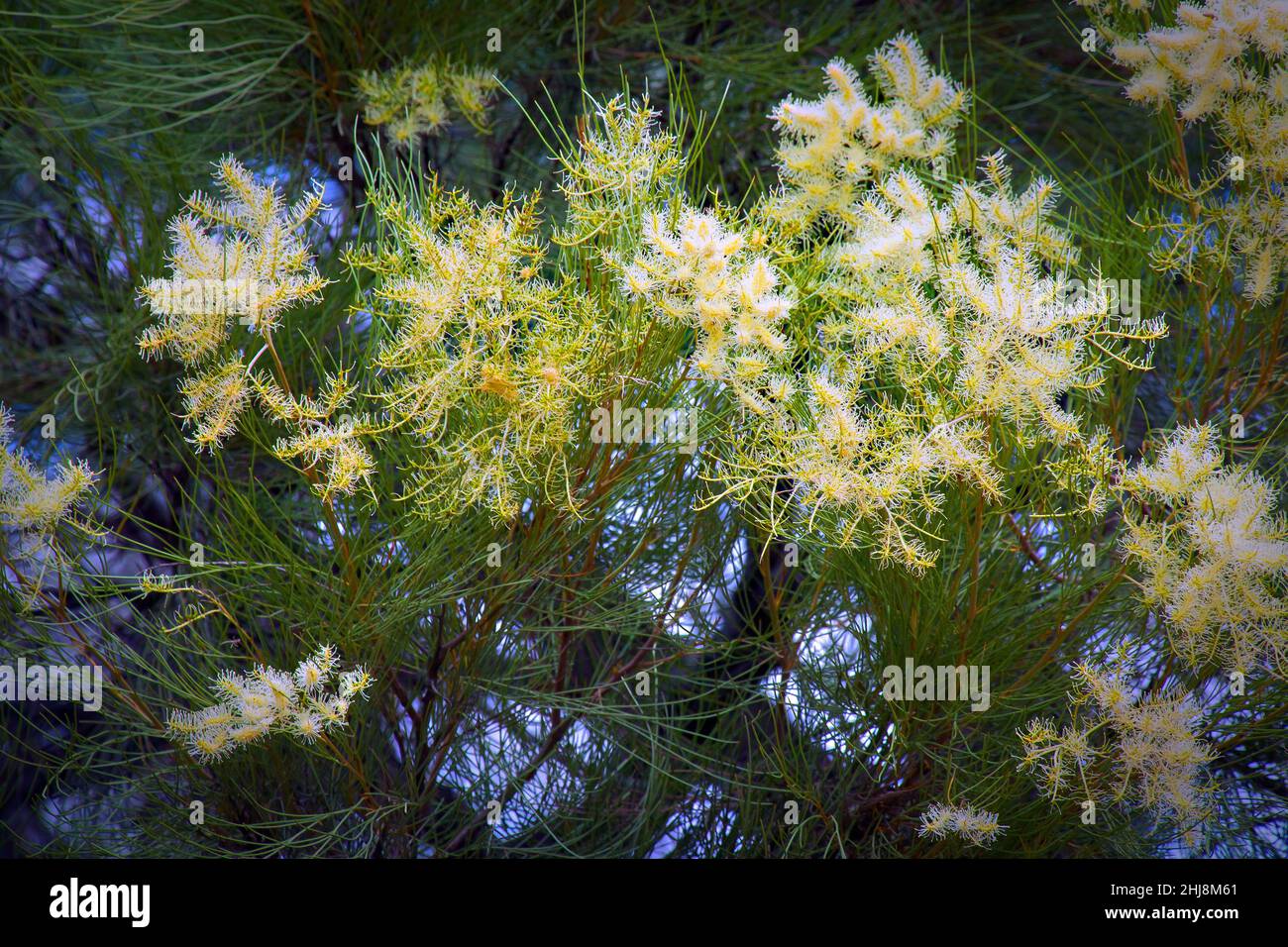 Grevillea Moonlight (grevillea whiteana) flowering in Gobi Desert, WA, Australia. Stock Photo
