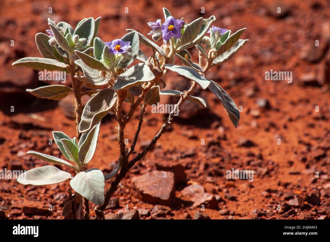 Flannel Bush (Solanum lasiophyllum) Gibson Desert, Western Australia, Australia Stock Photo