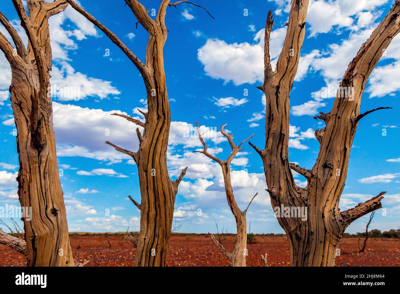 Desert landscape, Gibson Desert, Western Australia Stock Photo Alamy