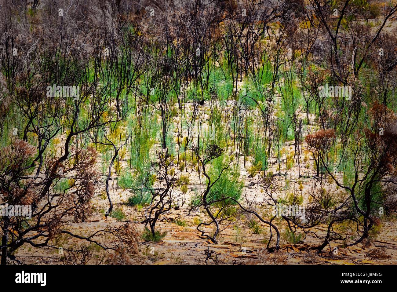 New plants bounce back after the bushfire.  The Disappointment Rock. Western Australia. Stock Photo