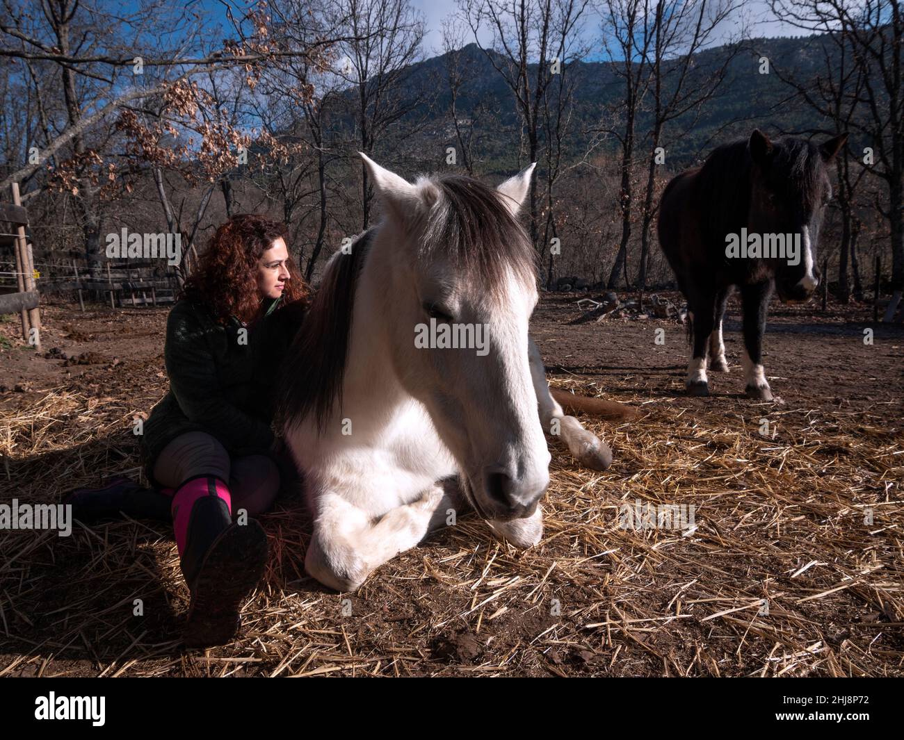 Side view of female in green polar fleece jacket sitting by the side of a white pony with other black pony in the background. Stock Photo