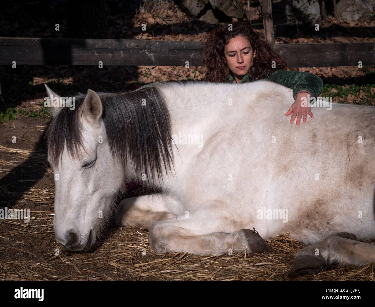 Side view of female in green polar fleece jacket creating a bond with a white pony laying down Stock Photo
