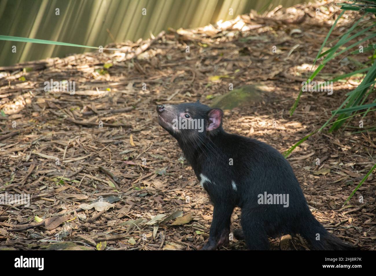 Tasmanian devil (Sarcophilus harrisii) with white markings in Australia Stock Photo