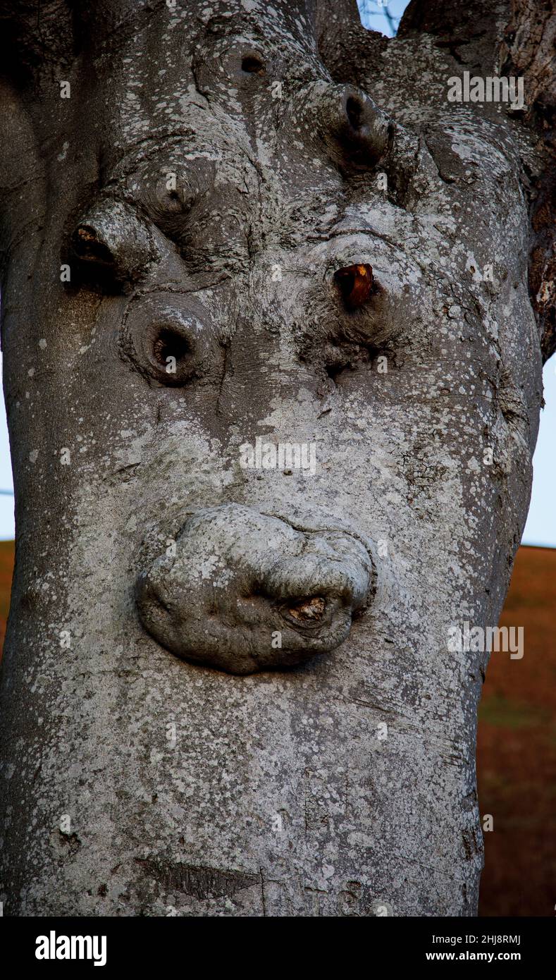 Face in tree trunk. Pareidolia. Stock Photo