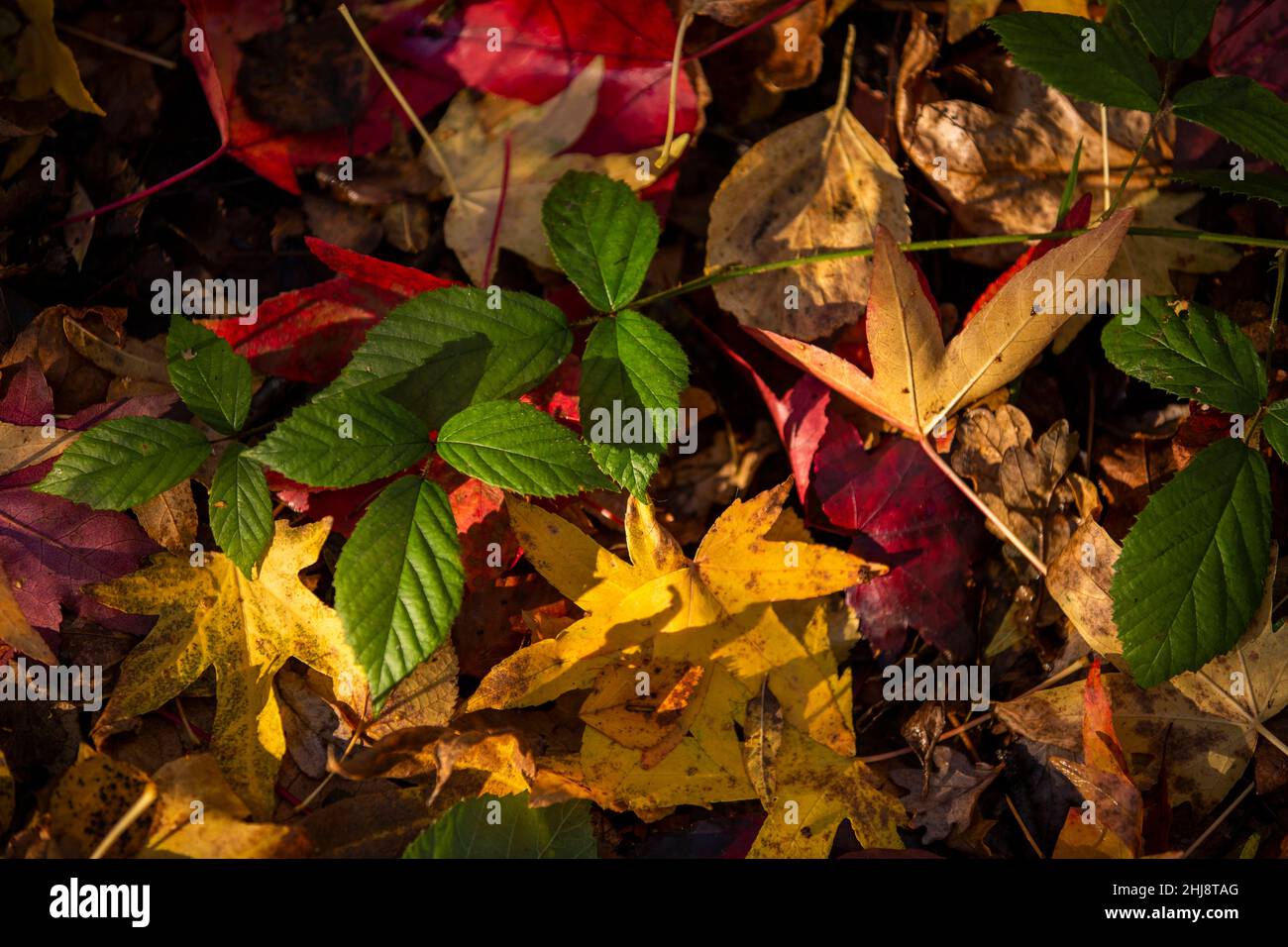 UK, England, Cheshire, Goostrey, University of Manchester, Jodrell Bank Arboretum in autumn, colourful leaves on ground Stock Photo