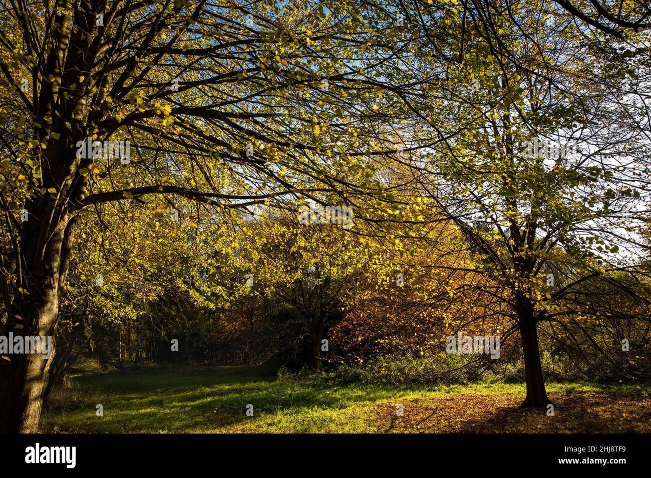 UK, England, Cheshire, Goostrey, University of Manchester, Jodrell Bank Arboretum trees in autumn Stock Photo
