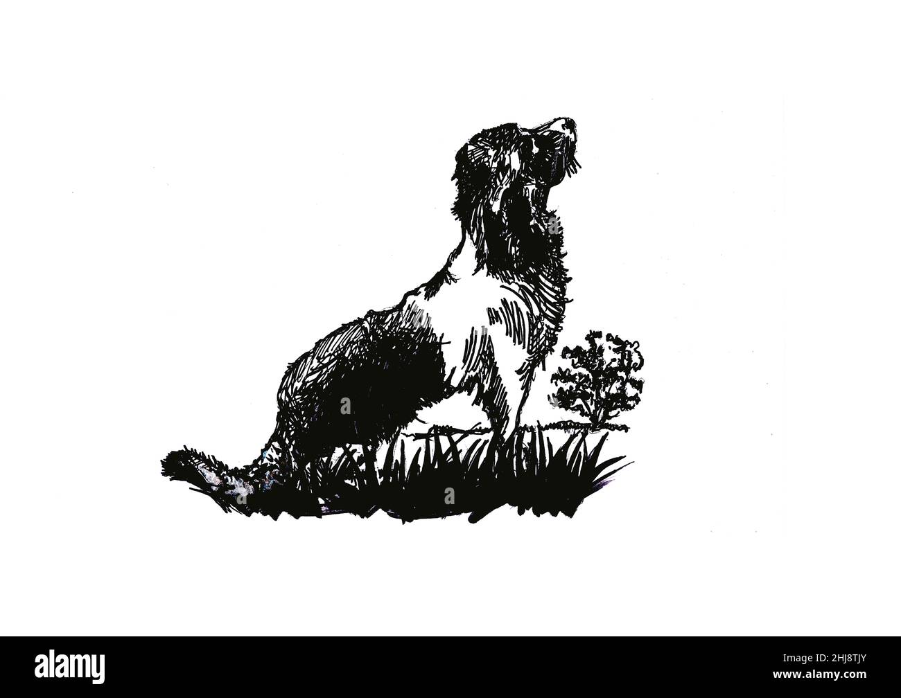 Sketch of a dog sitting outdoors on a white background. Stock Photo