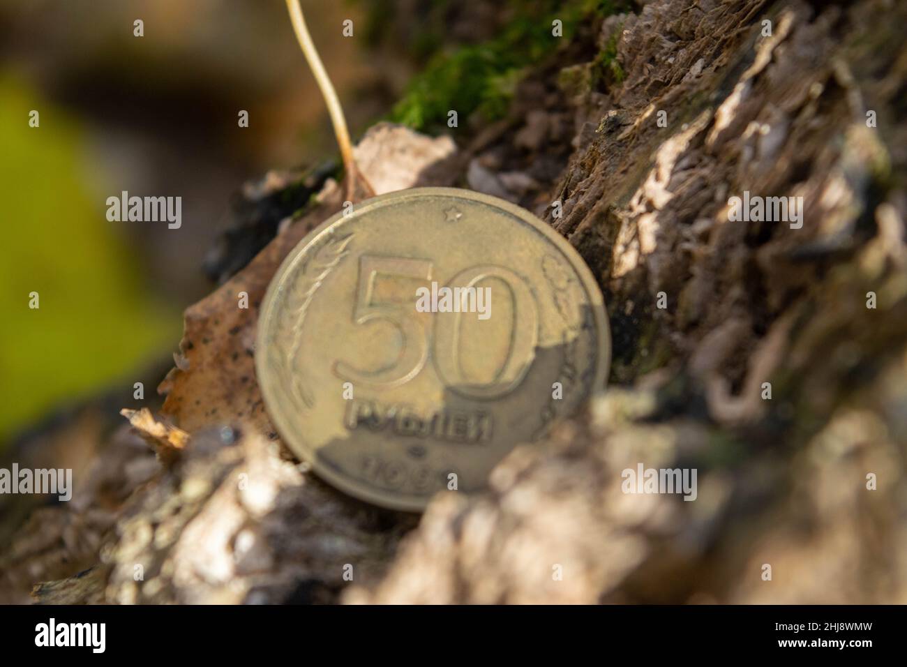 Old coins in the forest in the bark of an old tree Stock Photo
